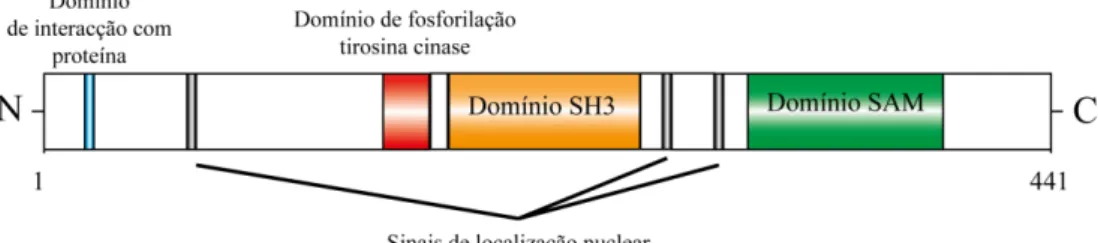 Figura 6. Representação dos domínios conhecidos da proteína SAMSN1. 