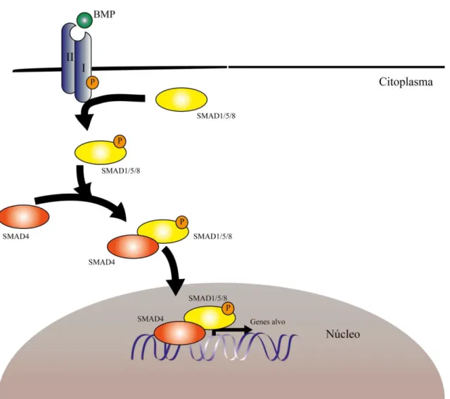 Figura 7. Representação esquemática da via de sinalização BMP com o ligando BMP e as principais  proteínas da via (adaptado de Hardwick et al