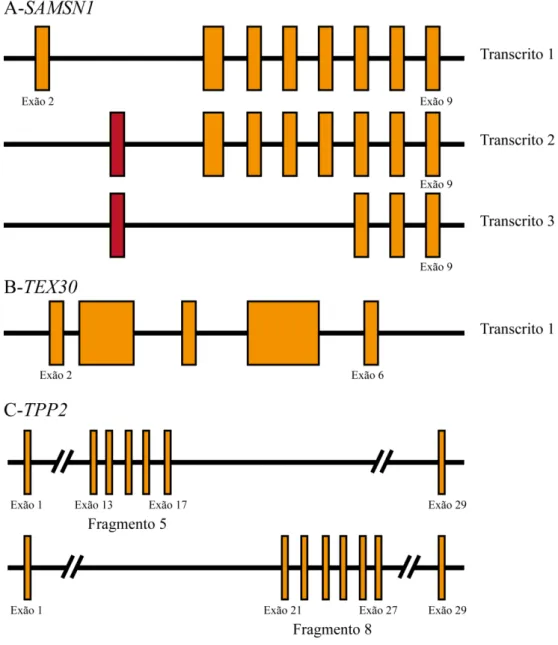 Figura  9. Representação esquemática do cDNA dos  genes  SAMSN1 (A),  TEX30 (B), TPP2 (C)