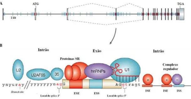 Figura 3: Splicing code. (A) Representação esquemática do pré-mRNA, tal como o spliceossoma  o encontra