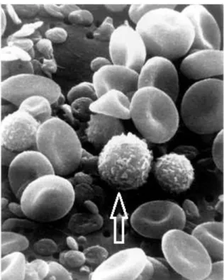 Fig. 1 - Células de sangue humano vistos por  Microscopia eletrônica de Varredura (MEV)
