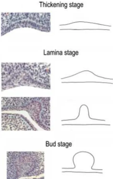 Figura 2 Primeiros estágios da odontogénese em secções frontais (Adaptado de: Peterkova et al
