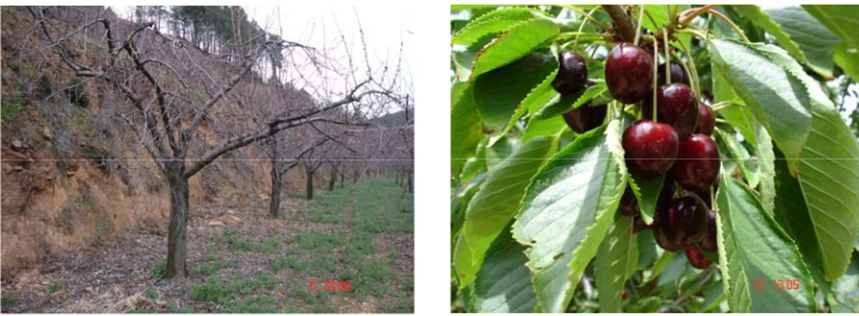 Fig. 1.7 – Árvore da cultivar ‘De Saco’.  Fig. 1.8 – Frutos da cultivar ‘De Saco’. 