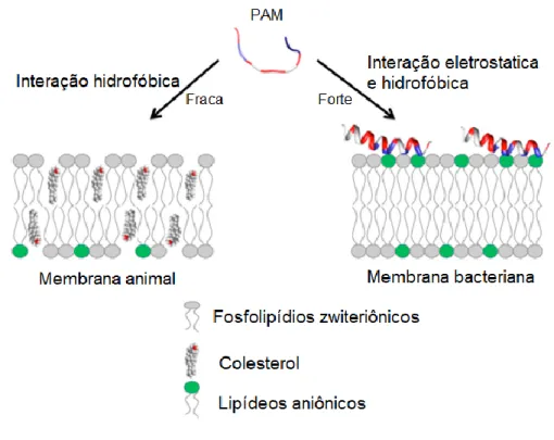 Figura  T3.  Interação  de  peptídeo  antimicrobiano  com  membranas  de  células  de  animais  (direita) e células bacterianas (esquerda)