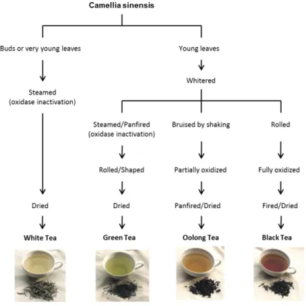 Figure 4. Processing methods that yield the different types of tea. White tea (WT) production requires  steaming and drying immediately after harvesting, to prevent the action of polyphenol oxidase (PO)