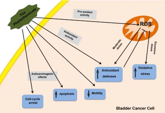 Figure 8. Schematic illustration of the main effects of tea components in a bladder cancer cell