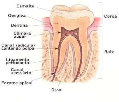 Figura 1 - Periodonto (adaptado de Costa, EFDP. Medicina Dentária e Rejuvenescimento Facial, 2012) 