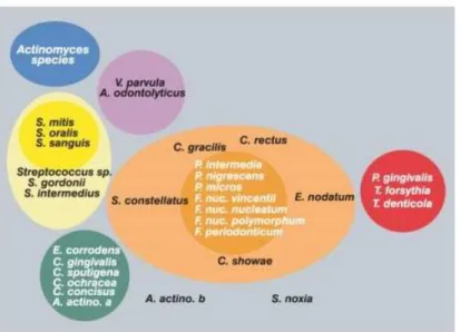 Figura 2 - Diagrama representativo da relação das espécies dentro dos complexos   microbiológicos envolvidos na doença periodontal