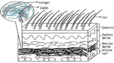 Figura 3: Representação da rede de fibras na derme (Aziz et al., 2016) 