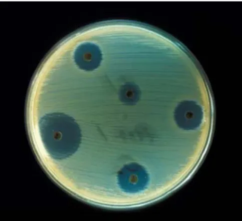 Figure 8. Antibacterial potential of sole epidermal mucus assayed by the disc‐diffusion method. 