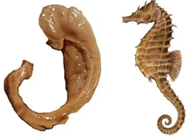 Figura  1.  Comparação  da  formação  hipocampal  de  humanos  com  o  cavalo  marinho (Fonte: google.com)