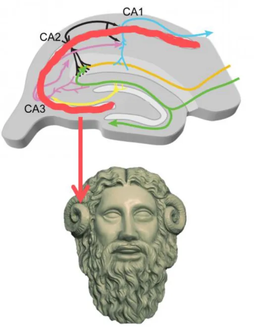 Figura 2. Esquema geral da formação hipocampal de camundongos, ilustrando  o  Corno  de  Ammon  (CA)