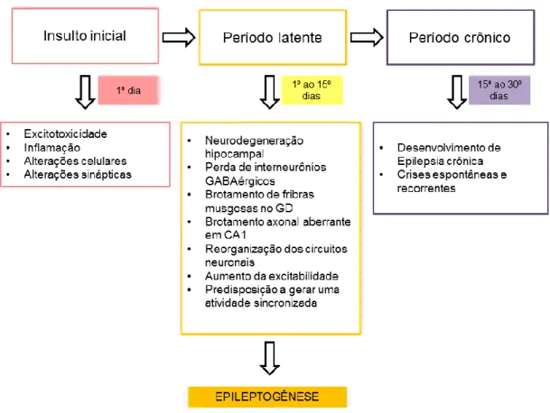 Figura  6:  Etapas  de  efeitos  patofisiológicos  na  epileptogênese  envolvida  no  modelo de ELT em camundongos induzido por pilocarpina