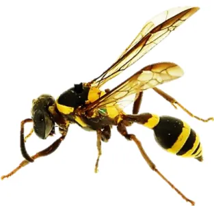 Figura  7.  Exemplar  da  vespa  social  Polybia  occidentalis.  Disponível  em: 