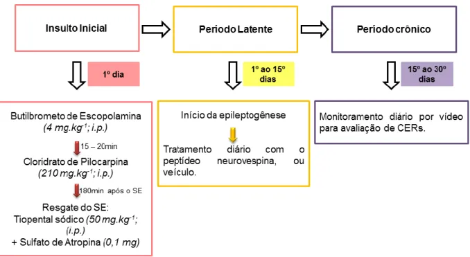 Figura 16. Desenho esquemático ilustrando cada etapa do modelo crônico de  ELT induzida por pilocarpina para avaliação do efeito neuroprotetor