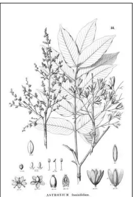 Figura 6 – Reprodução da exsicata Astronium fraxinifolium Schott ex Spreng. 