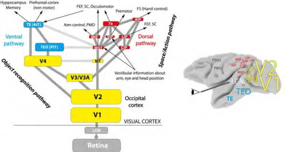 Figure 1.4: Simplified hierarchical structure of the primate’s visual cortex and approximate area locations