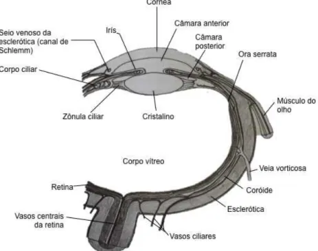 Figura 1. Globo ocular, corte horizontal (Santos, et al., 2011) 