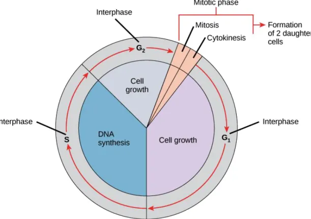 Figura 2: Principais pontos de controlo do ciclo celular. 
