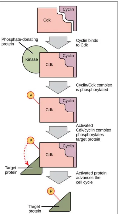 Figura 3: Cdks ativas podem fosforilar e, por isso, ativar outras proteínas, que  permitem o avanço do ciclo celular