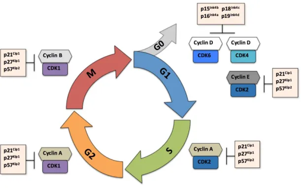 Figura 4: O ciclo celular, moderado pelas ciclinas e pelas Cdks. 
