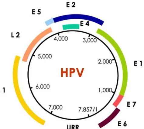 Figura 6: Genoma do HPV. 