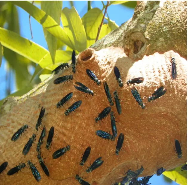 Figura 8 – Exemplares da vespa, com enfoque em sua coloração escuro metálica. 