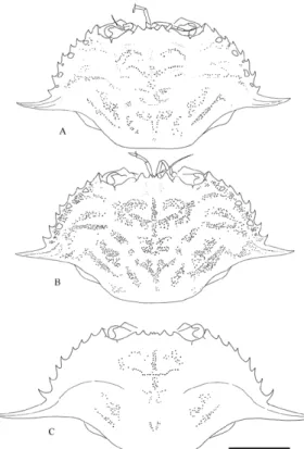 Fig. 8.  A:  Portunus hastatus (Linnaeus, 1767), Italy,  Piombino area; B: P. hastatus, Azores, Faial island,  Porto Pim; C: P