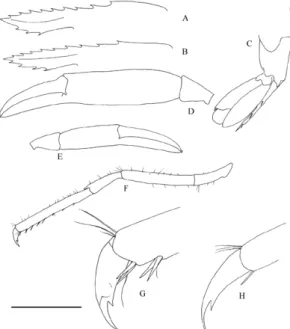Fig. 2.  Periclimenes sagittifer (Norman, 1861). A-G: 