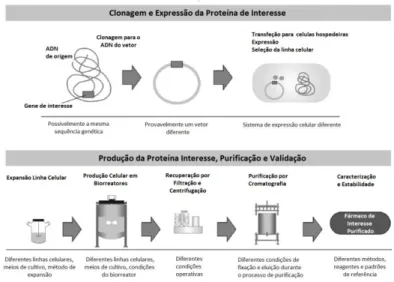 Figura 6 - Processo de fabrico de biológicos (adaptado de 16)  14