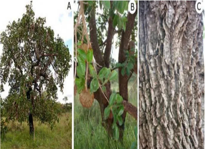 Figura  01  -  Araticum  (Annona  crassiflora  Mart.)-  (A)  Árvore  com  altura  de  cerca  de  5  metros,  com  frutos maduros e de vez; B – ramos portando frutos; C – ritidoma (casca externa do tronco e ramos)