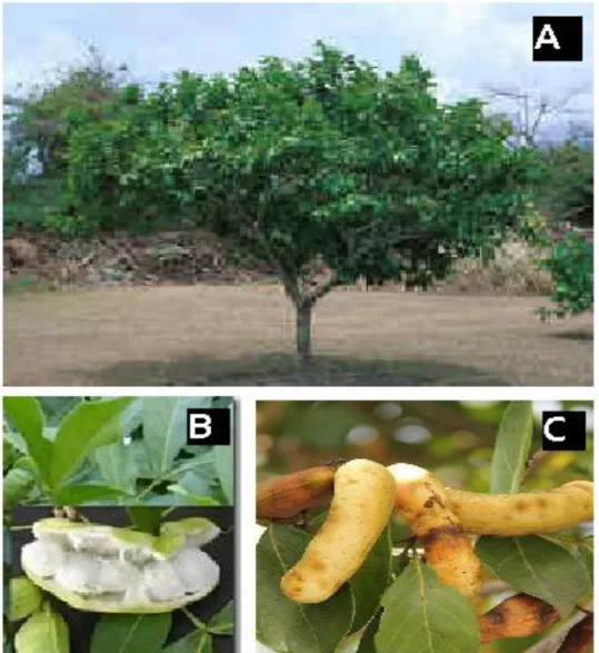 Figura 06 - Ingá (Inga laurina) – Árvore madura do Ingá; (B) Polpa do Ingá; (C) Fruta madura do Ingá