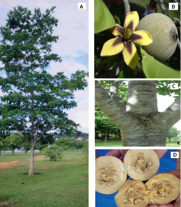 Figura 08 - Jenipapo (Genipa americana L.) – (A) Árvore do jenipapo; (B) fruto maduro do jenipapo; 