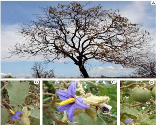 Figura 10 - Lobeira (Solanum lycocarpum St. Hil.) – (A) Arbusto ou arvoreta de até 5 m de altura com  a copa danificada pelo fogo; (B) alternas, de consistência firme, densamente recobertas por tricomas  (“pêlos”), margens irregulares, variando de  16-28 c