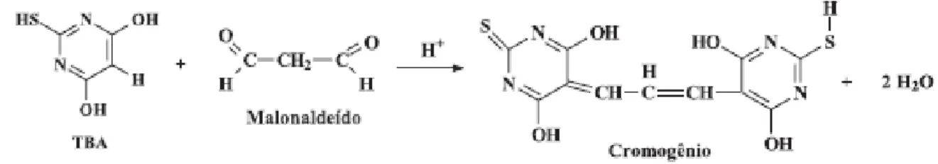 Figura 5 - Reação entre o ácido 2-tiobarbitúrico e o malonaldeído, formando um composto  colorido, medido espectrofotometricamente a 532nm (Osawa et al., 2005)
