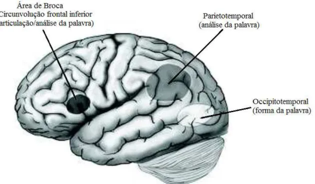 Figura 6: Sistemas cerebrais responsáveis pela leitura (Shaywitz, 2008, p. 89). 