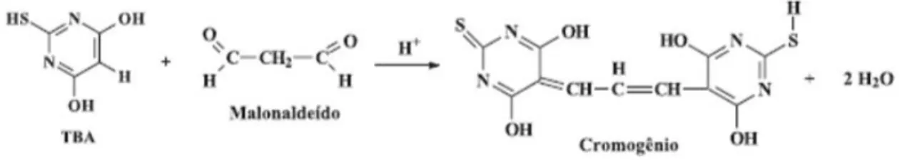 Figura  3:  Reação  entre  o  ácido  2-tiobarbitúrico  e  o  malonaldeído  formando  um  composto  colorido (Osawa et al., 2005)
