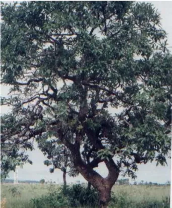 Figura 7: Pau-terra (Qualea grandiflora) 