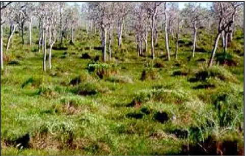 Figura 9 - Vista geral do tipo de vegetação denominada Parque de Cerrado com a presença dos mu- mu-rundus (Fonte: Embrapa 2007)