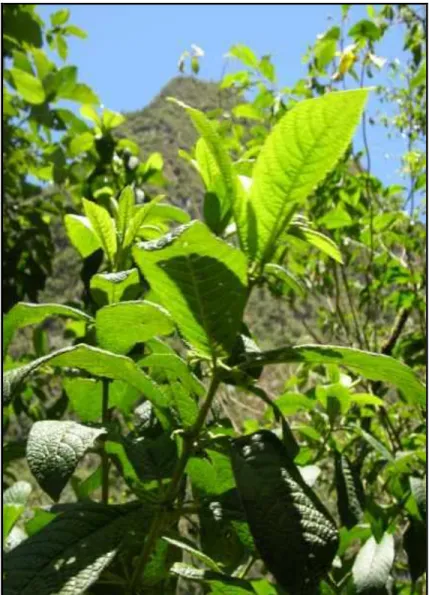 Figura 15 - Aspecto das folhas de Sipanua ssp – Família Siparunaceae (Fonte: Renner et al., 2000)