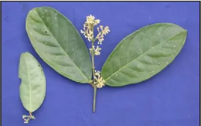 Figura 16 - Aspecto da flor de Sipanua ssp – Família Siparunaceae (Fonte: Renner et al., 2000)