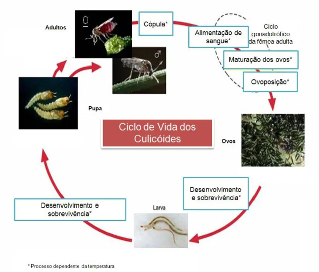 Figura 3 - Ciclo de vida de Culicoides 