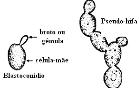Figura 1 - Blastoconídio e pseudo-hifa em leveduras (www.google.pt/url). 
