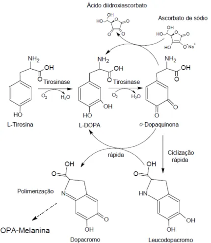 Figura 5. Biossíntese de melanina (67). 