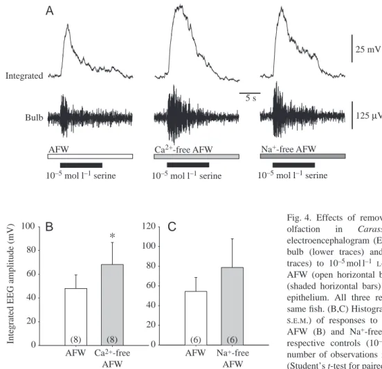 Fig. 4. Effects of removal of external Ca 2+ and Na + on olfaction in Carassius auratus