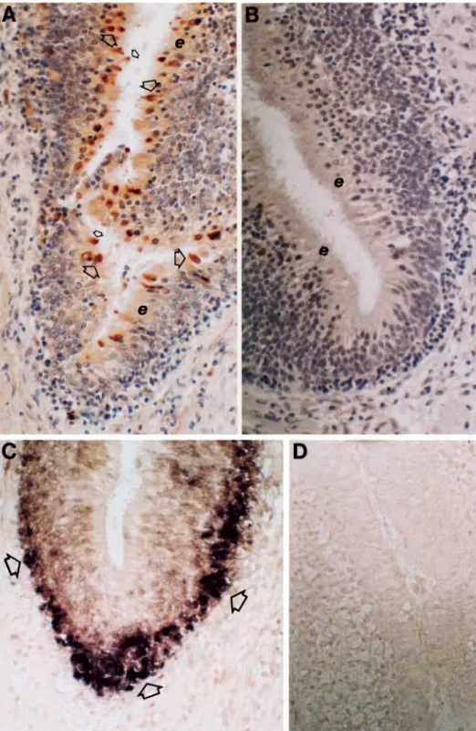 Fig. 5. Ca 2+ -sensing receptors (Ca-SR) in goldfish olfactory epithelium.