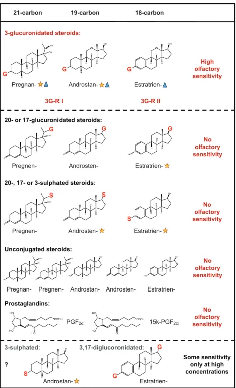 Fig. 6. Summary of olfactory sensitivity and receptor specificity to steroids in O. mossambicus
