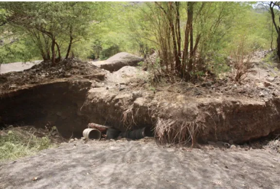 Fig. 5 - Árvores mostrando raízes danificadas pela escavação e compactação do solo   Ribeira da Barca - Ilha de Santiago 