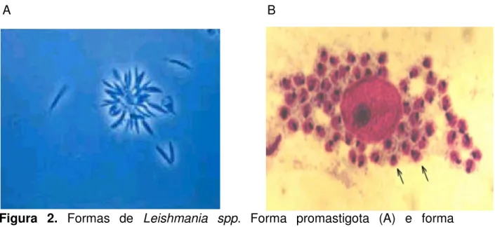 Figura  2.  Formas  de  Leishmania  spp.  Forma  promastigota  (A)  e  forma  amastigota (B)
