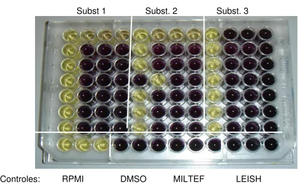 Figura 10. Placa de 96 poços contendo as substâncias liquênicas, meio estéril e  10 6  formas promastigotas dos parasitos em triplicata após 4 h de incubação com  MTT